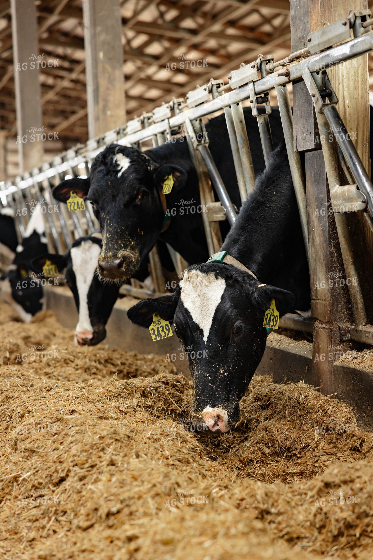 Holstein Cattle Eating in Barn 152395