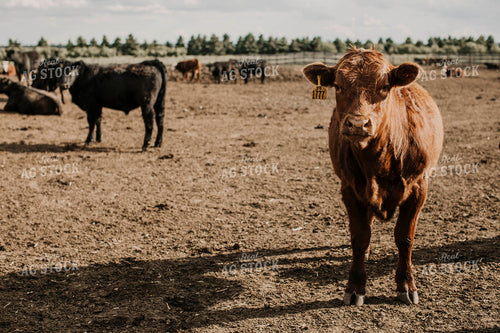 Feedyard 3011
