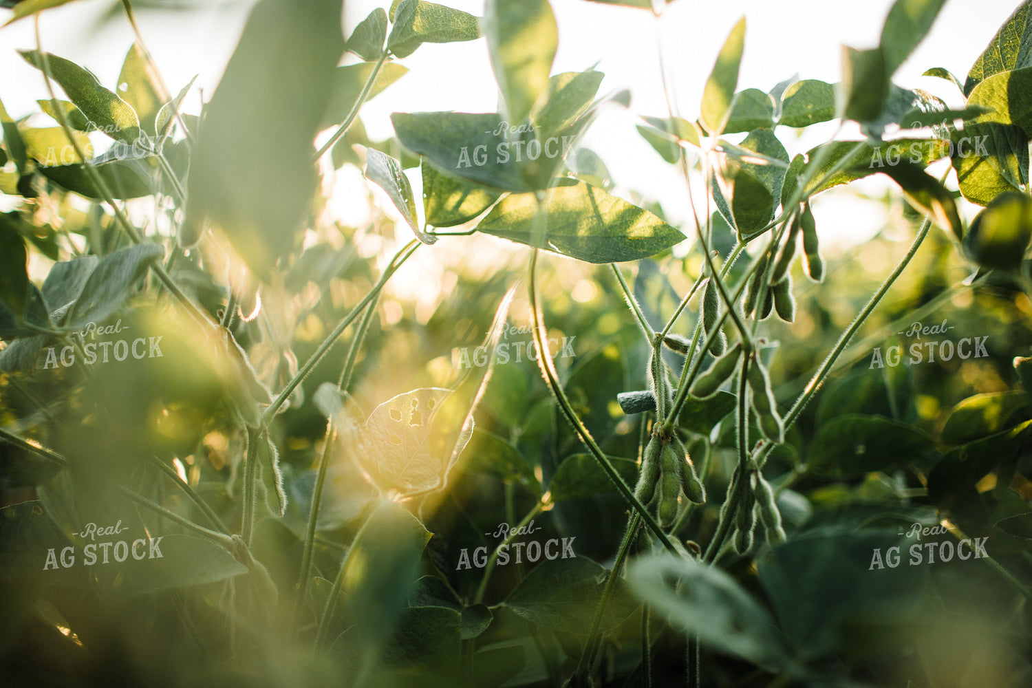 Soybean Pods at Sunrise 3272