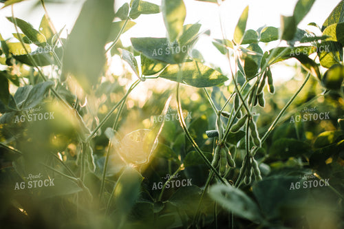 Soybean Pods at Sunrise 3272