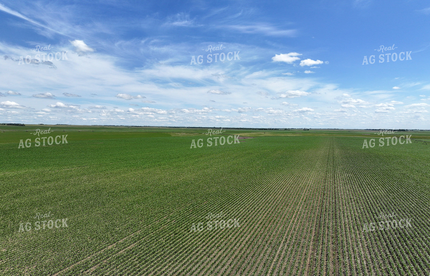 Early Growth Corn 141144
