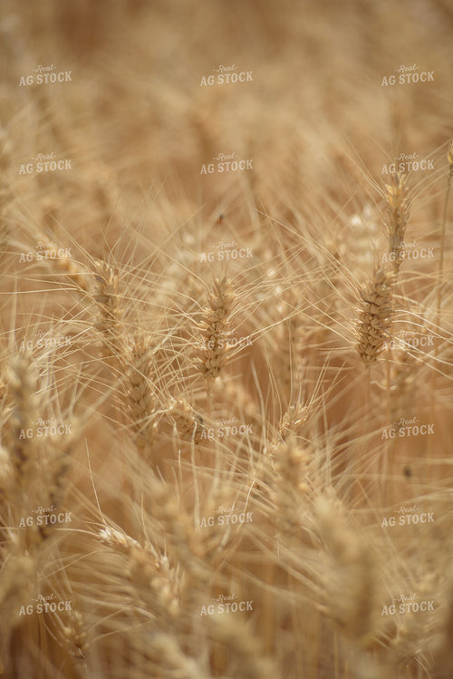 Dry Wheat Close Up 57019