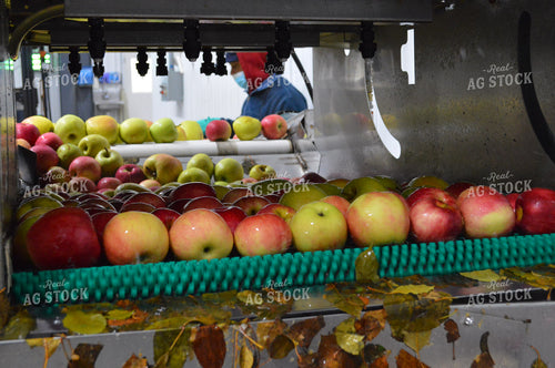 Cleaning Apples 213007