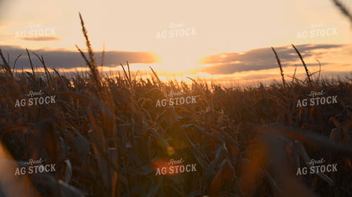 Sunset Over Dry Corn Field 25079