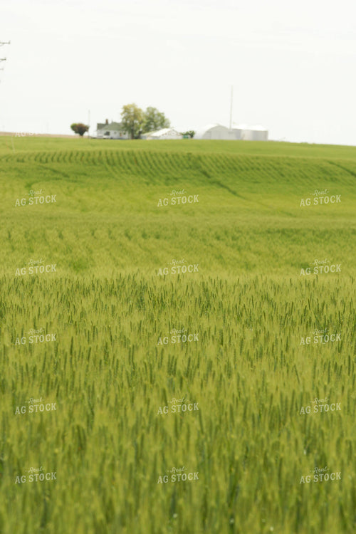 Wheat Field 146013