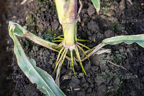 Corn Stalk and Roots 65928