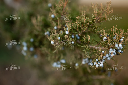 Juniper 185143