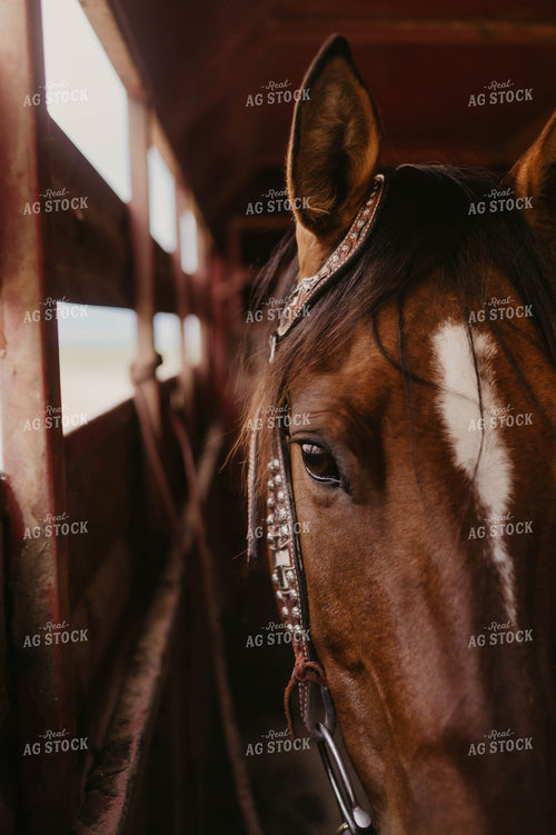 Horse in Trailer 185123