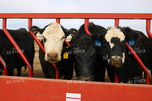 Angus Cattle in Pen 82176