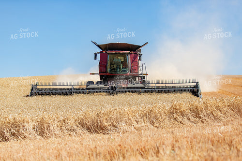 Wheat Harvest 188024