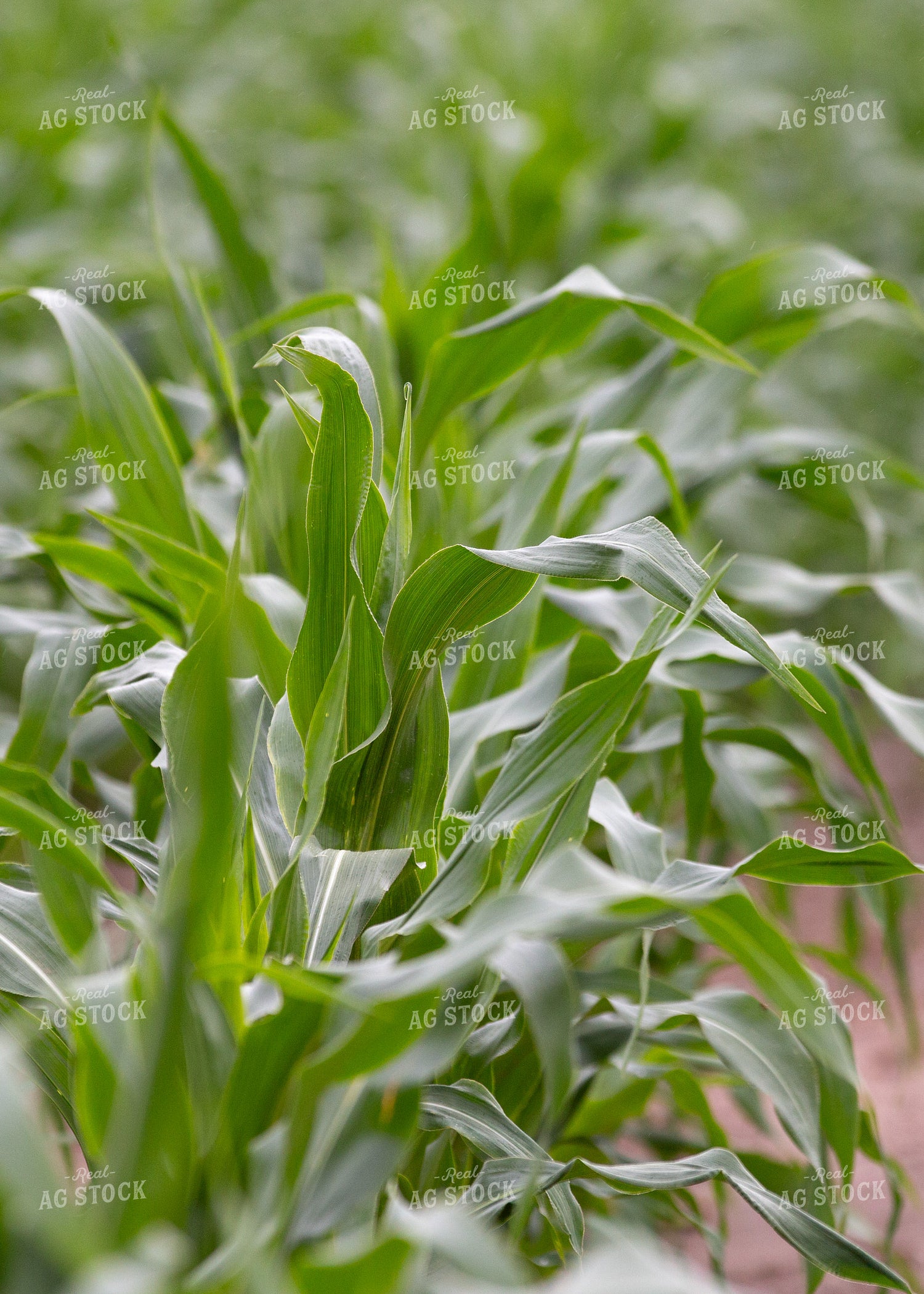 Mid-Season Corn Field 157215