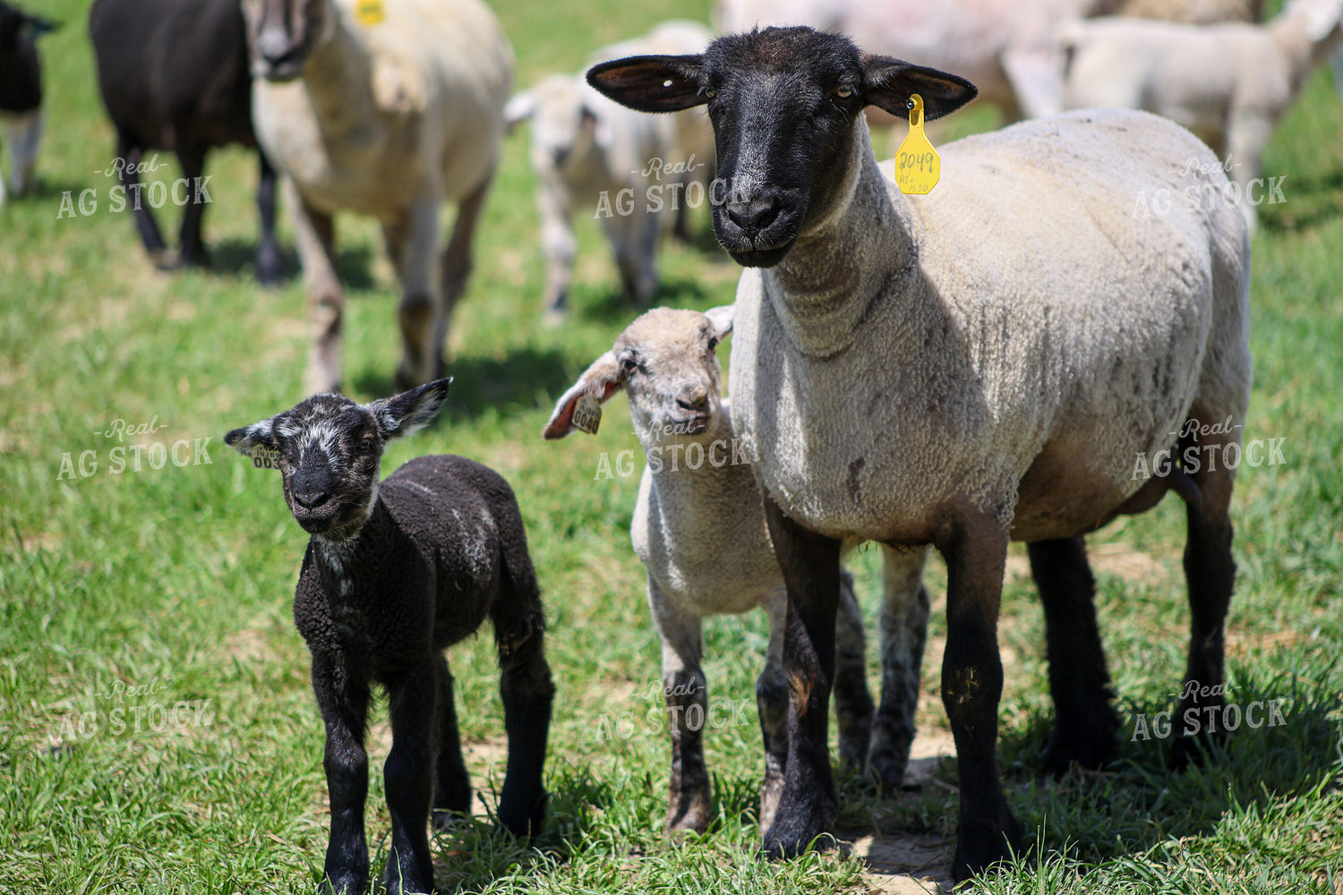 Lambs and Ewes 84284