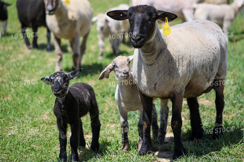 Lambs and Ewes 84284