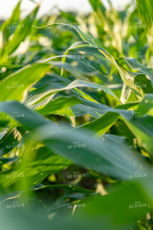 Mid-Season Corn Field 291098