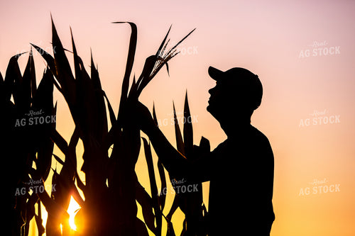Farmer Silhouette Checking Corn at Sunset 250129