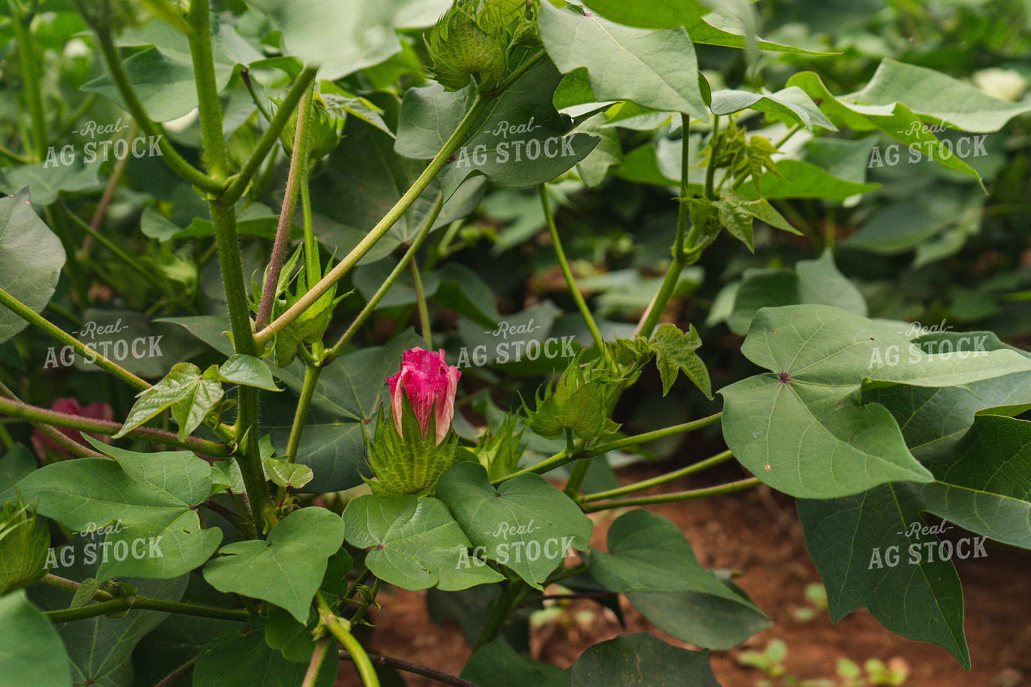 Cotton Blossum 128031