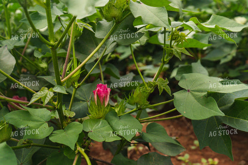Cotton Blossum 128031