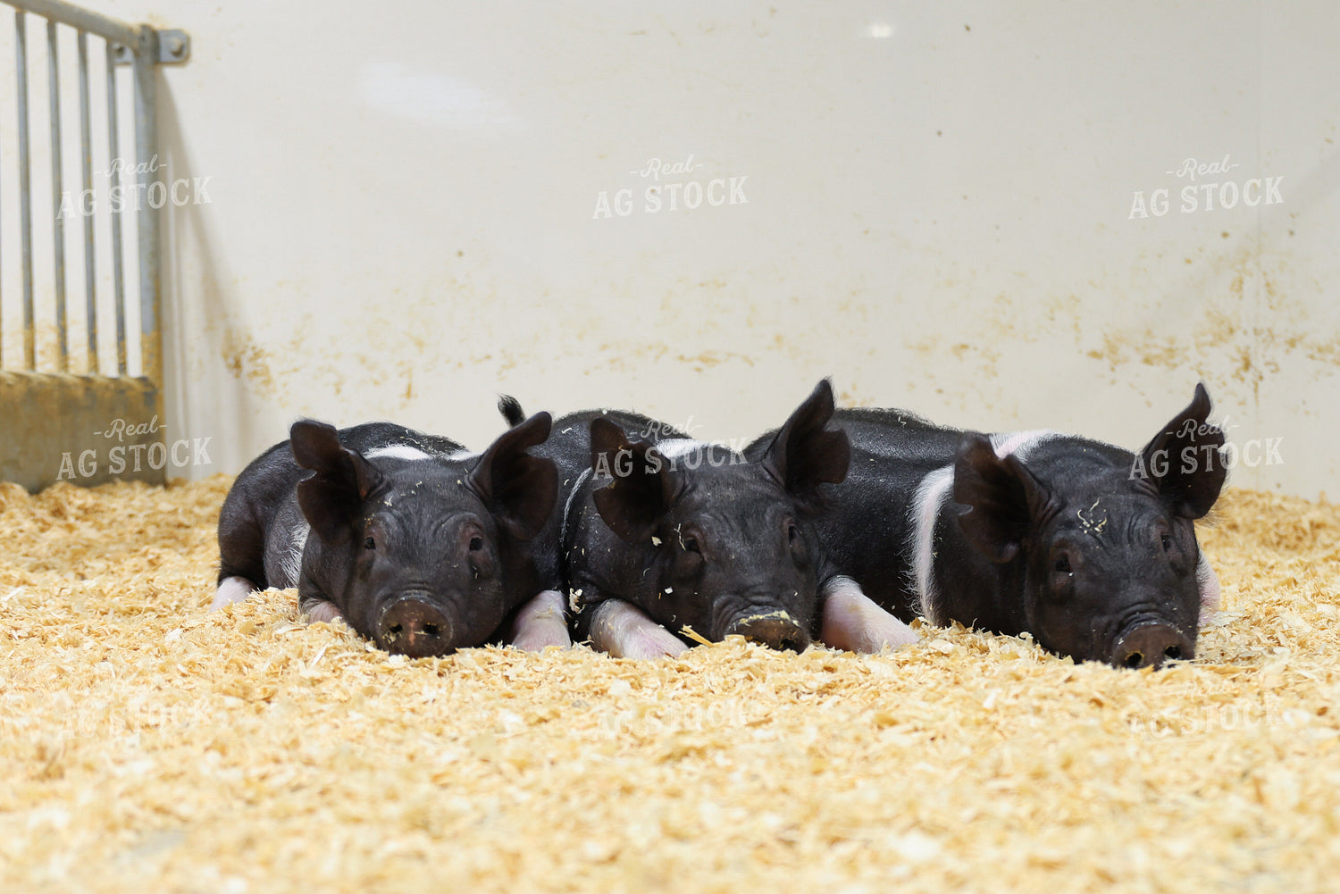 Hampshire Piglets 233011