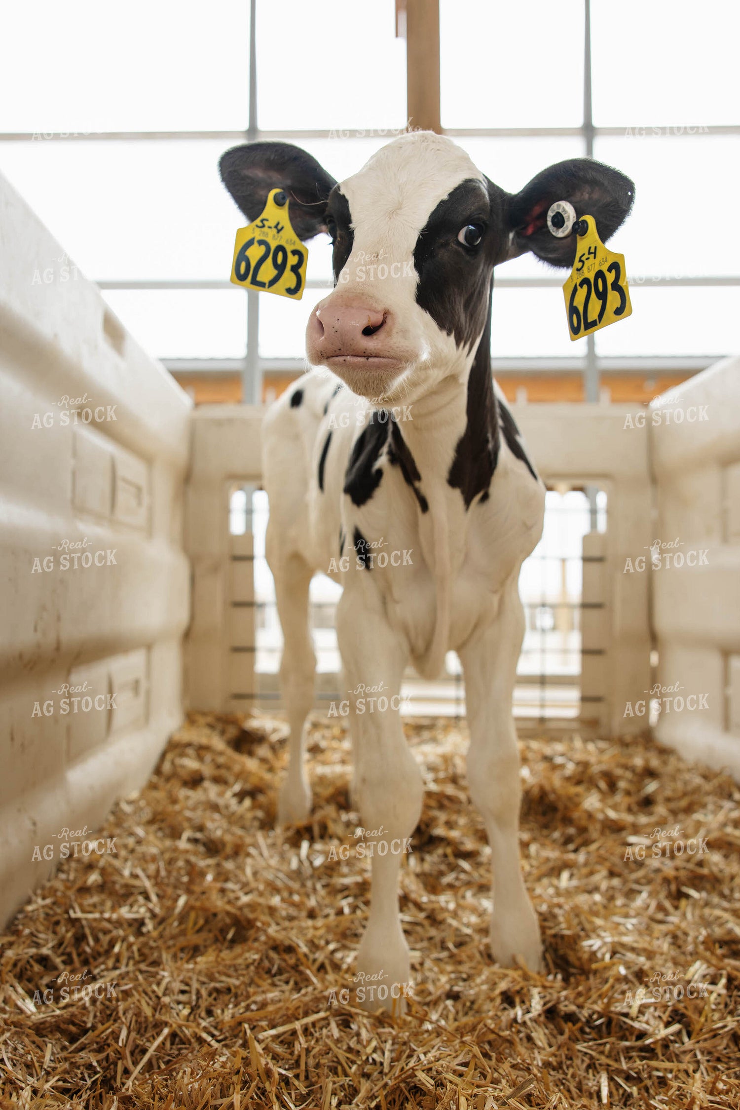 Holstein Calf 152777