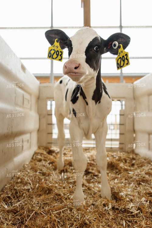 Holstein Calf 152777