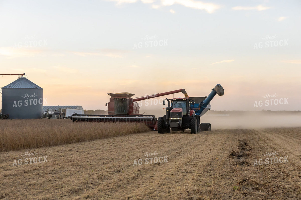Case IH Combine Unloading on the Go During Soybean Harvest at Sunset 408007