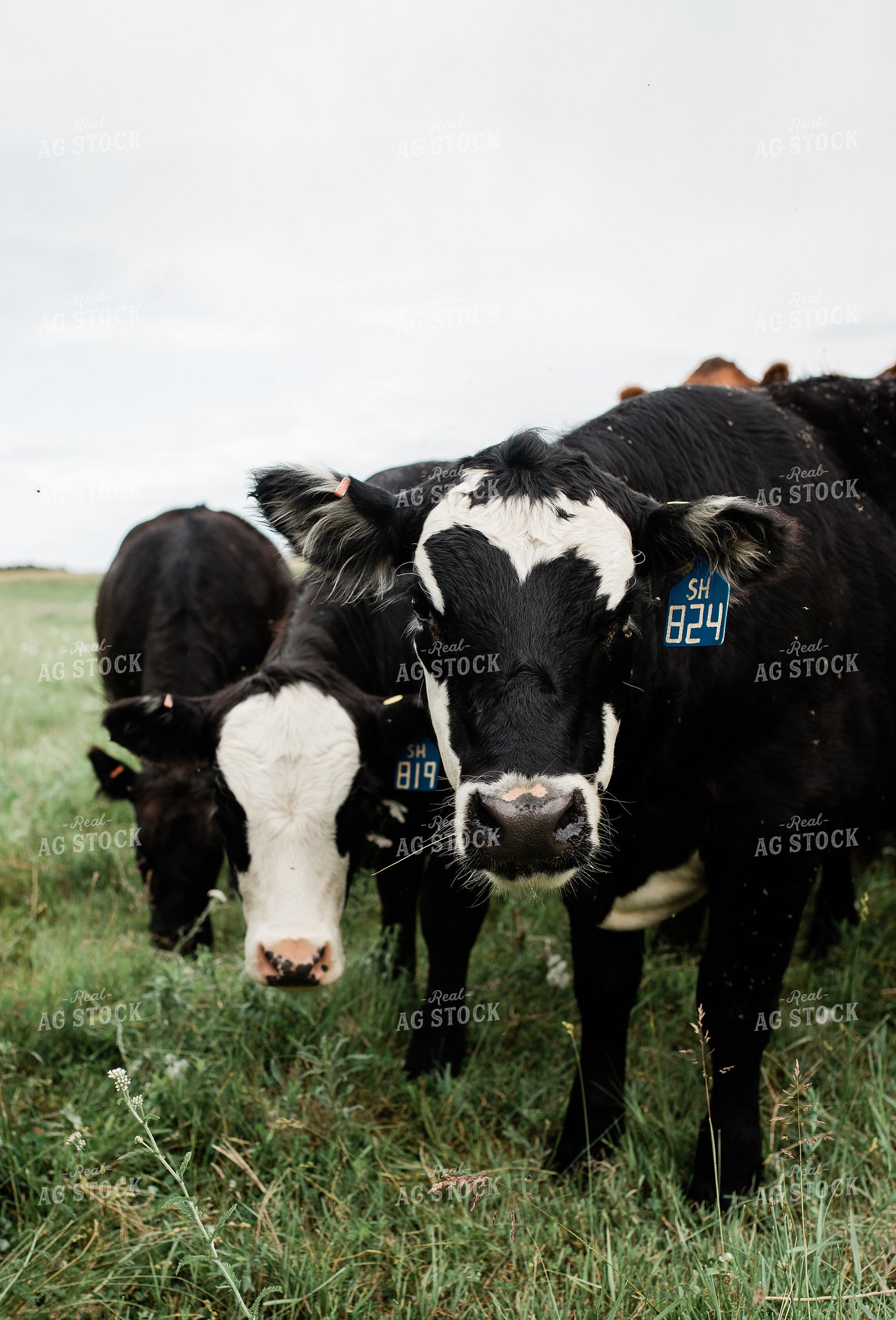 Cow Herd in Green Pasture 53048