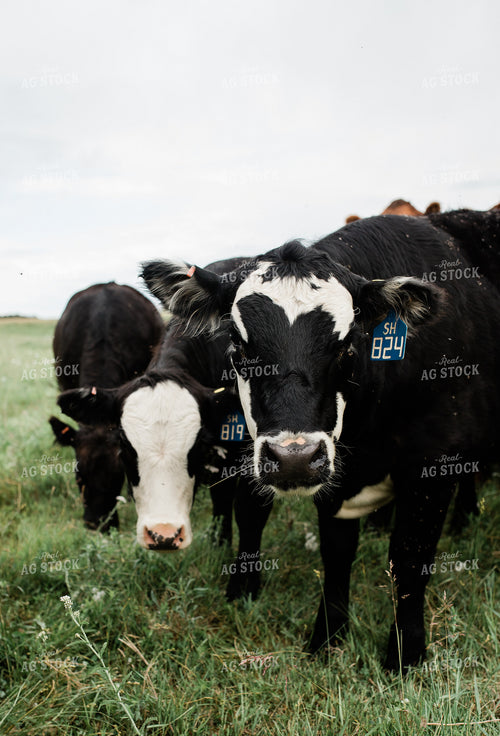 Cow Herd in Green Pasture 53048