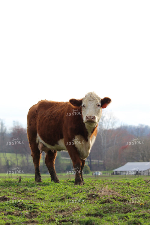 Hereford Cow 52015