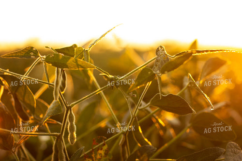 Soybeans - Mid-Season 4900