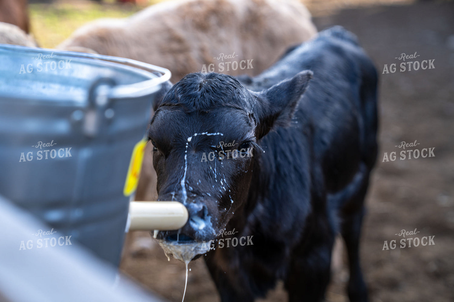 Young Black Calf Drinking Milk From Bucket on Rural Farm 65359