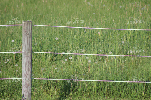 Dandelions Through Fence 73014