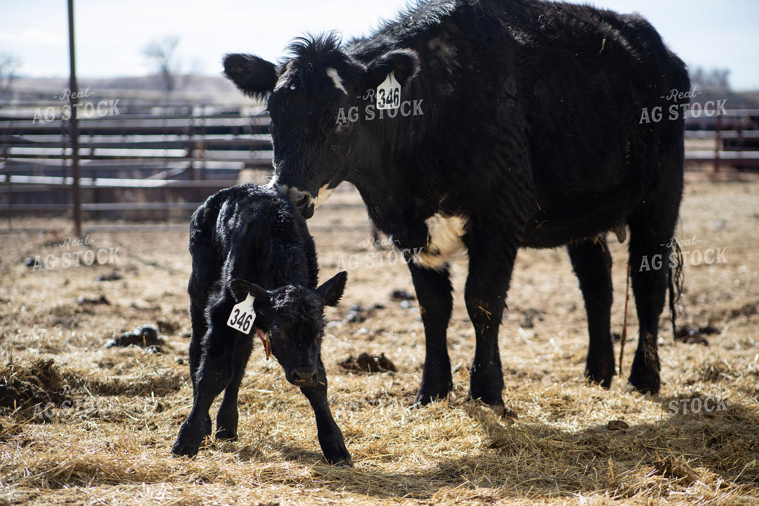 Angus Cow Calf Pair 117290