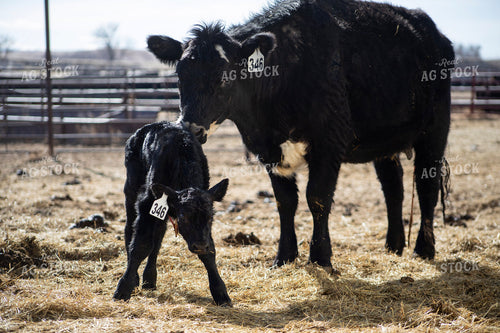 Angus Cow Calf Pair 117290