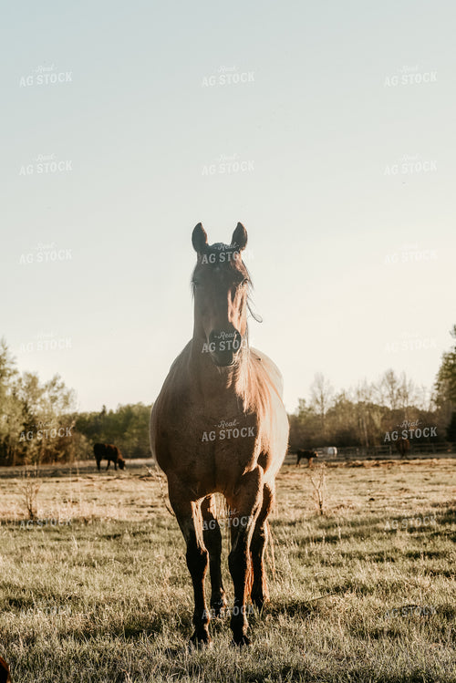 Donkey in Farmyard 64052