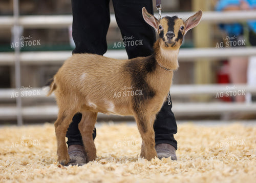 Showing Goats 160277