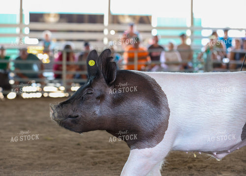 Showing Pigs 160286
