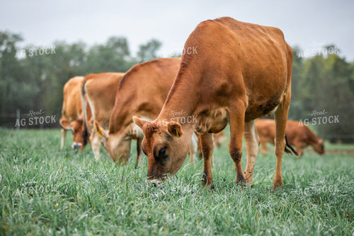 Jersey Cattle on Pasture 270481