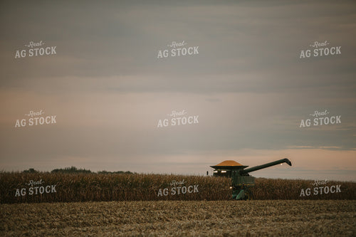 Corn Harvest 6702