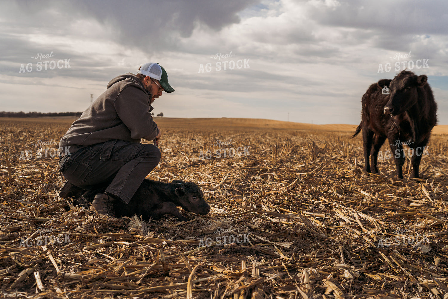 Cattle Producer Tagging Calf 196255