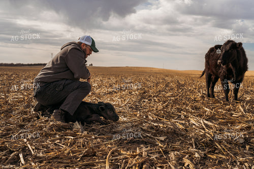 Cattle Producer Tagging Calf 196255