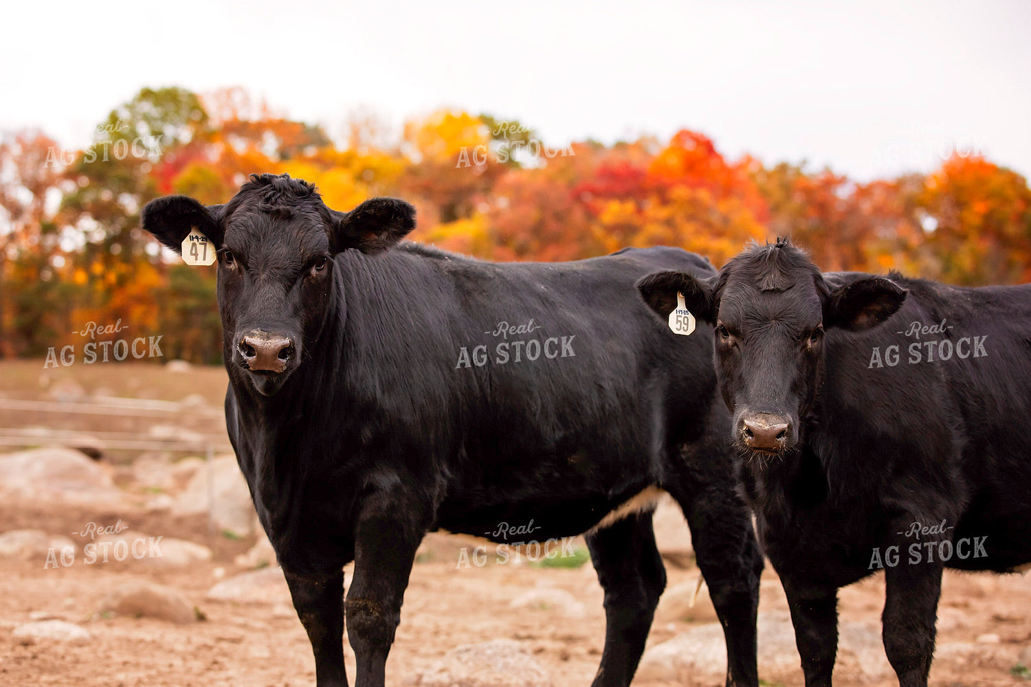 Black Angus Cattle on Pasture 55191