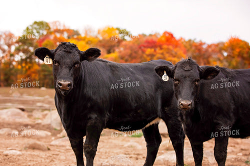 Black Angus Cattle on Pasture 55191