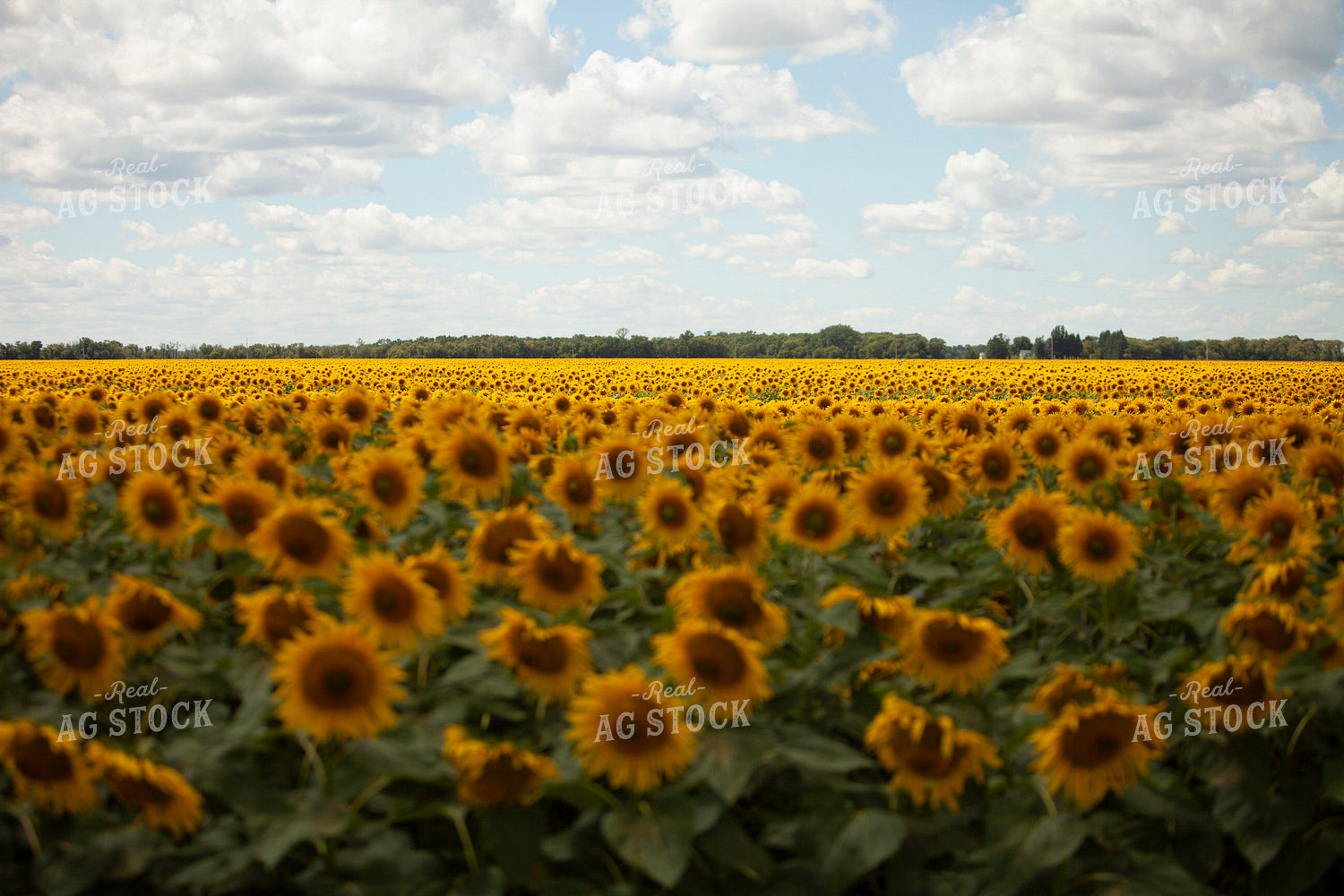 Sunflowers 2091