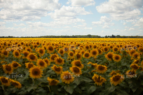 Sunflowers 2091