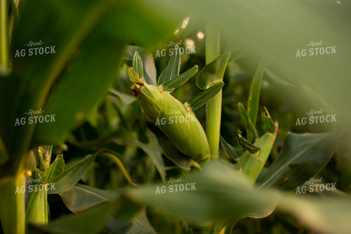 Corn - Mid-Season 2315