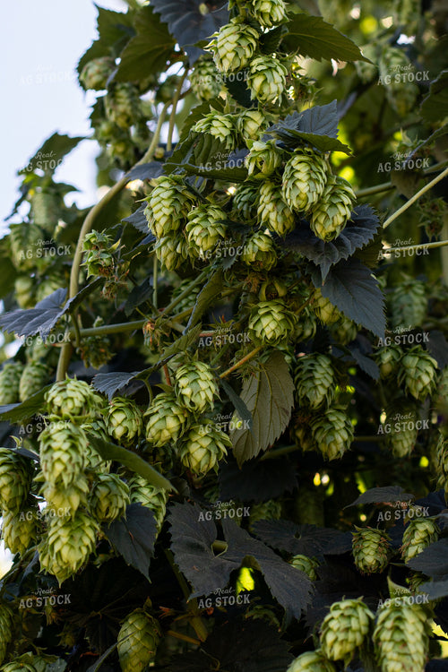 Hops 276032
