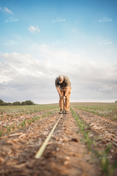 Agronomist Checking Early Corn Growth 196069