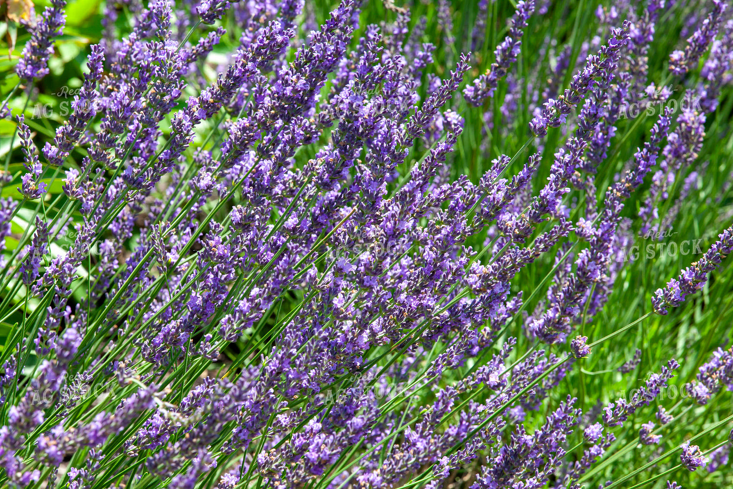 Lavender 132062