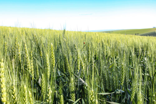 Wheat 188063