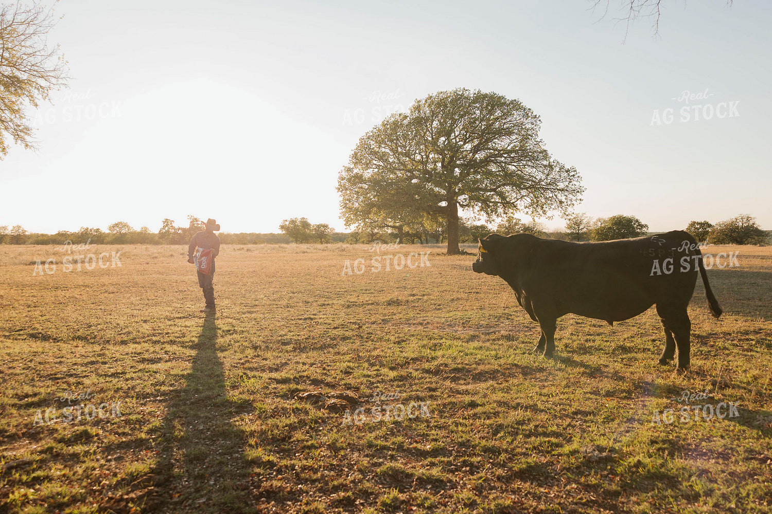 Rancher Feeding Bull 205162
